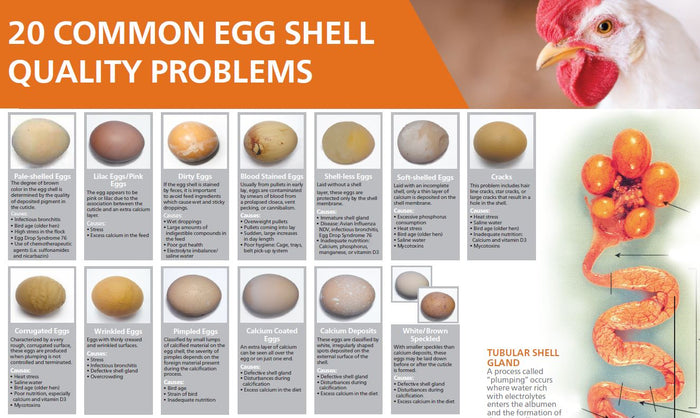 20 Common Egg Shell Quality Problems and Causes