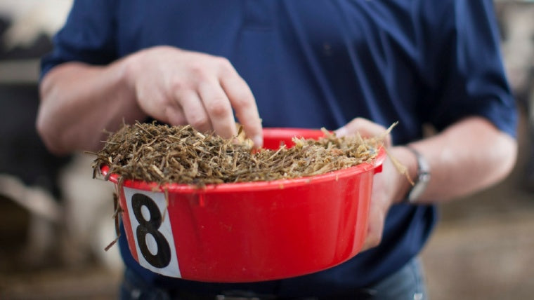 Picky eaters: Ensuring the nutritional balance and palatability of the dairy cow diet