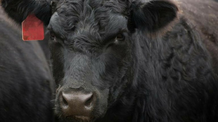 Have beef cattle reached their full potential?