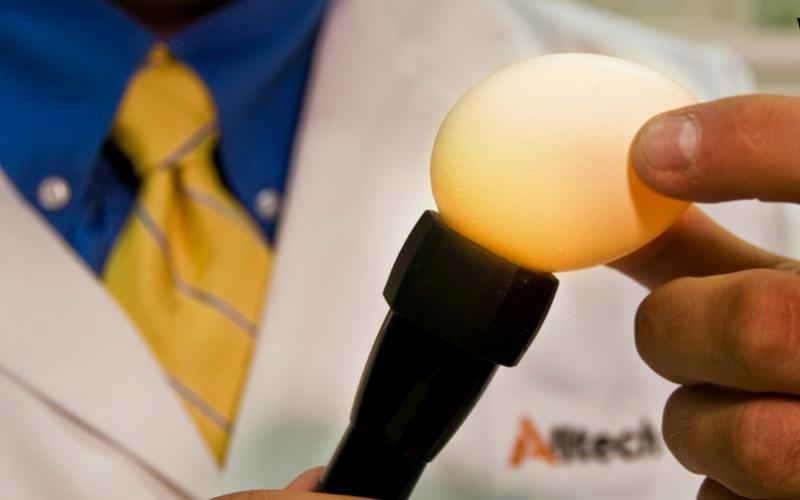Egg-cellent shell quality: Learn the basics
