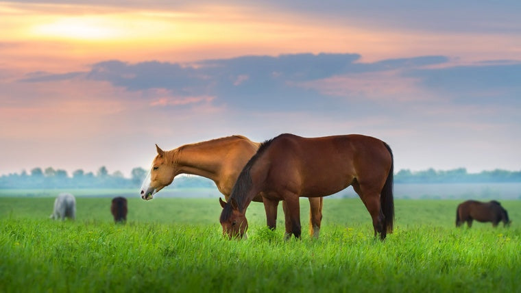 Horse Hoof Supplements