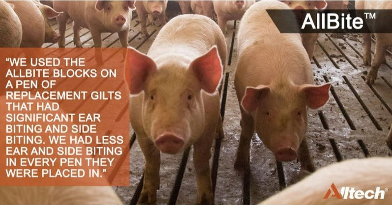 AllBite™ - Tail Biting Solution for Pigs.