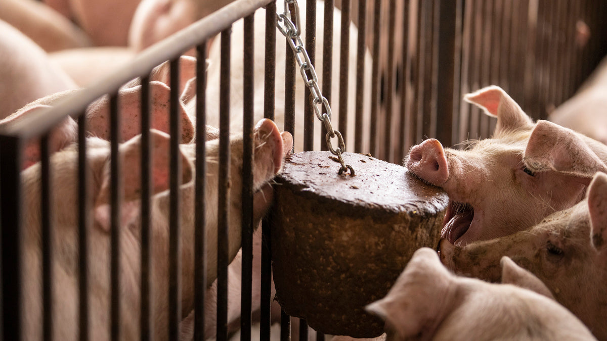 AllBite™ - Tail Biting Solution for Pigs.