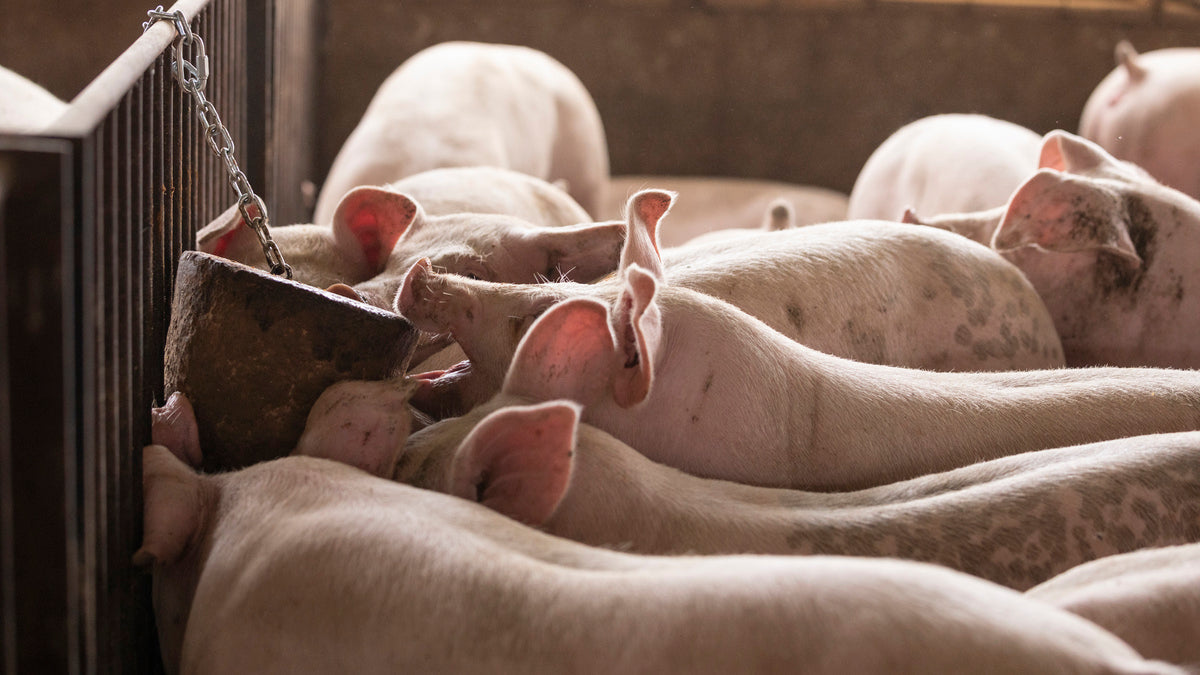 AllBite™ - Tail Biting Solution for Pigs.