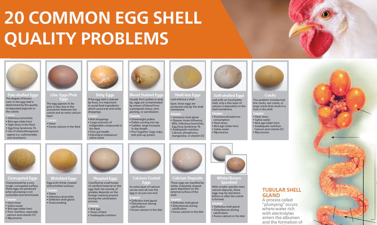 20 Common Egg Shell Quality Problems and Causes
