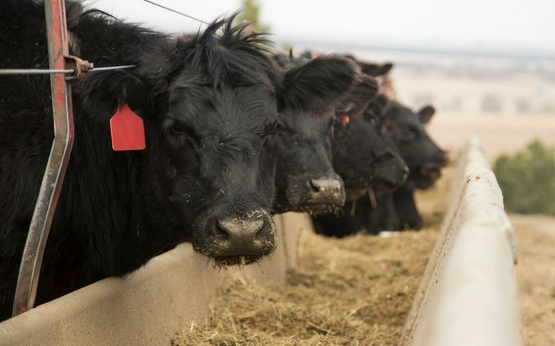 Fumonisin in the feed: Understanding the hidden threat to cattle health