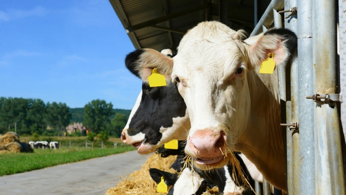 Hot topic: Managing heat stress in dairy cows