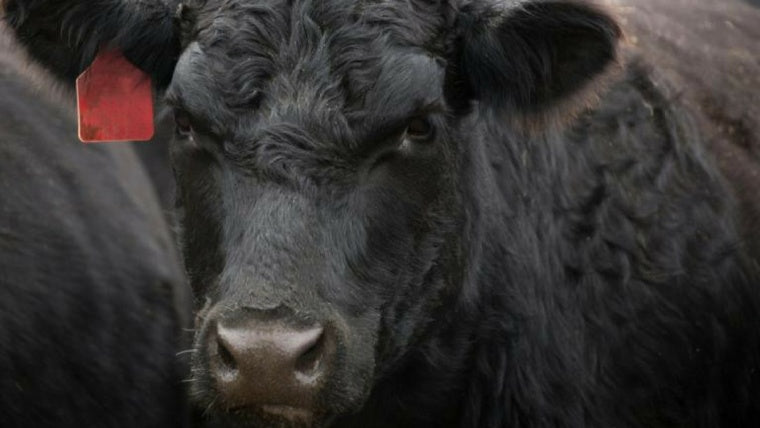 Have beef cattle reached their full potential?