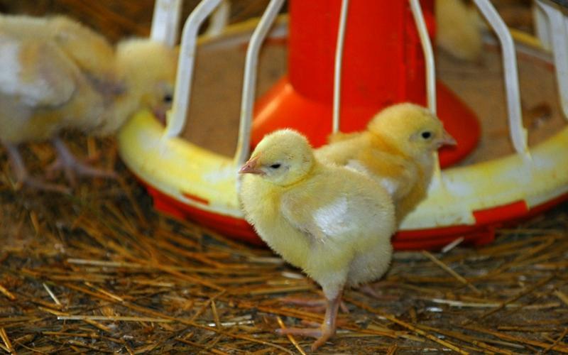 Water: The most basic yet overlooked element of poultry nutrition