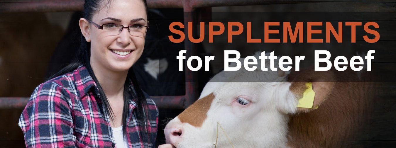 Beef Cattle Supplements from Alltech