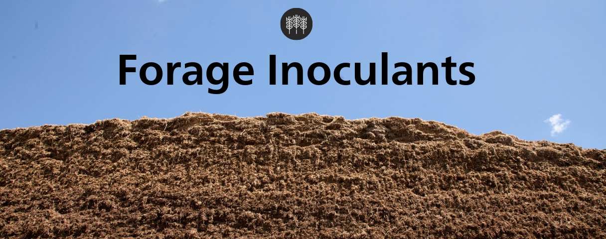 Forage Inoculants For Improved Fermentation, Digestibility & Stability
