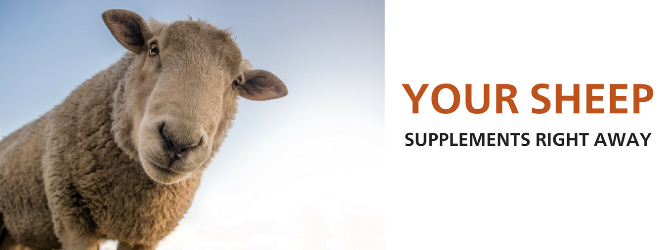 Nutritional Supplements for Sheep