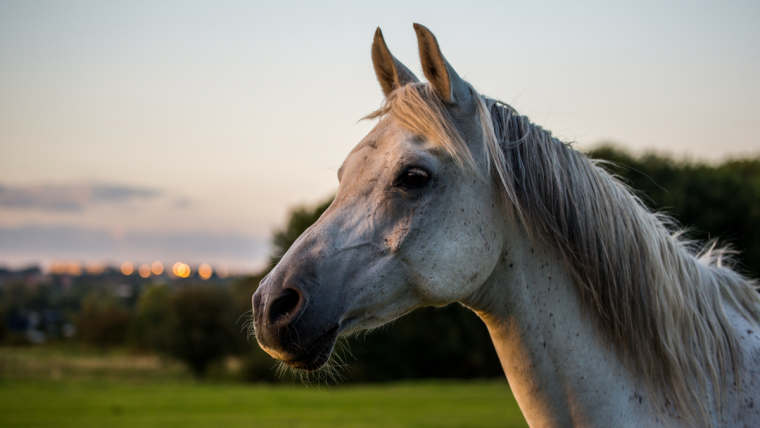 Horse Wormer 25lb Safe-guard® -  0.5% Crumbled Equine Dewormer